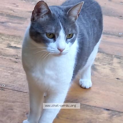 Foto 1/1 Gato encontrado Perdido en Nice