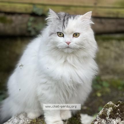 Foto 1/1 Snowbell Chat perdido en St fargeau ponthierry
