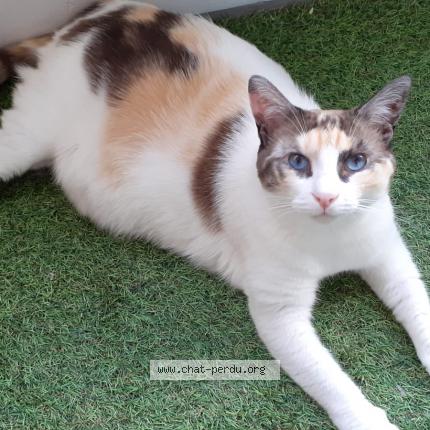 Foto 1/1 Newt Chat perdido en Veigne