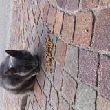 Foto de gato encontrado en Valleiry