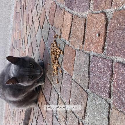 Foto 1/1 Gato encontrado Encontrado en Valleiry