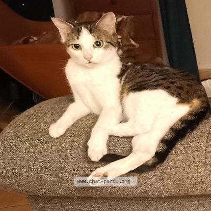 Foto 1/1 CHIPIE Chat perdido en Le guillermet charavines