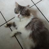 Foto del gato perdido en Lyon