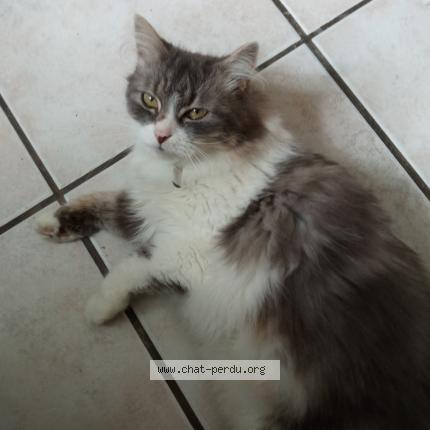 Foto 1/1 Gato encontrado Perdido en Lyon