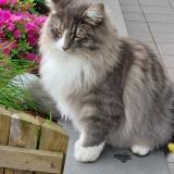 Foto del gato perdido en Bruxelles