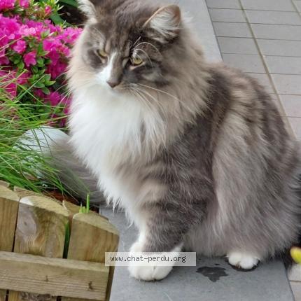 Foto 1/1 Gato encontrado Perdido en Bruxelles