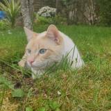 Foto del gato perdido en Betton