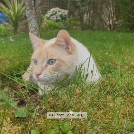 Foto 1/1 Gato encontrado Perdido en Betton