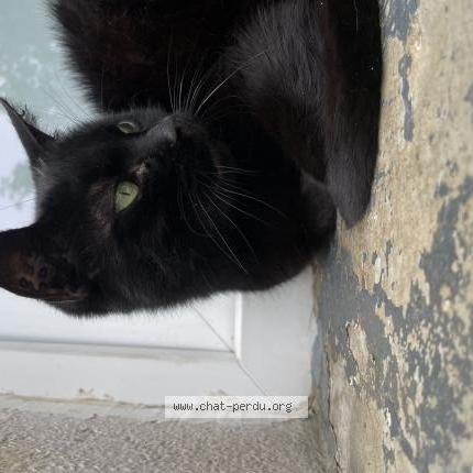 Foto 1/1 Gato encontrado Encontrado en Savigny sur orge