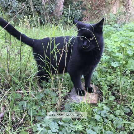 Foto 1/1 Gato encontrado Perdido en Le cannet rocheville