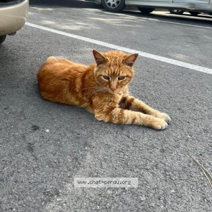 Foto 1/1 Zary Chat perdido en Montpellier