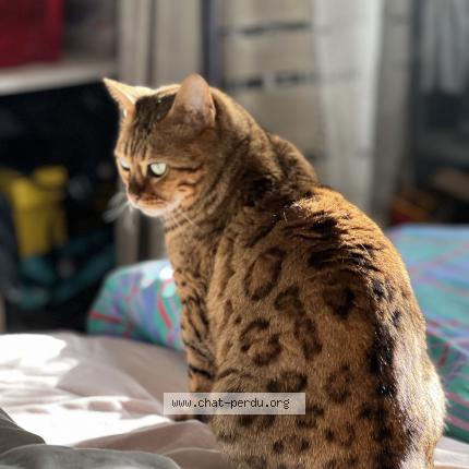 Foto 1/1 Lullaby Chat perdido en Saint jacut les pins