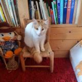 Foto del gato perdido en La Menitre