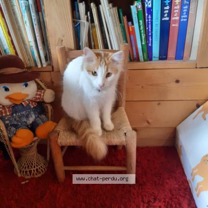 Foto 1/1 Gato encontrado Perdido en La menitre