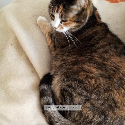 Foto 1/2 Princesse Chat perdido en Marseille