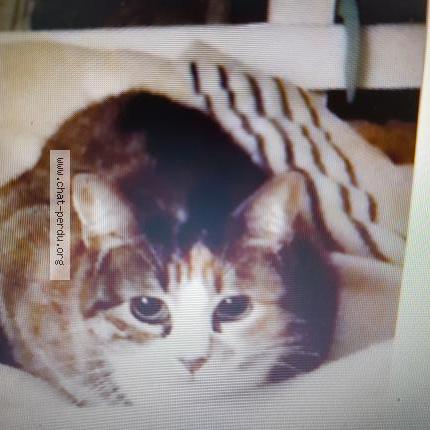 Foto 2/2 Princesse Chat perdido en Marseille