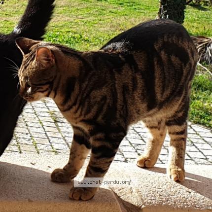 Foto 1/3 LUMIO Chat perdido en Contes