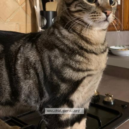 Foto 2/3 LUMIO Chat perdido en Contes