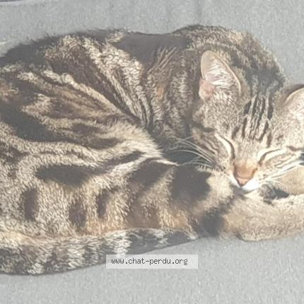 Foto 3/3 LUMIO  Chat perdido en Contes