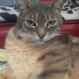 Foto del gato perdido en Rillieux La Pape