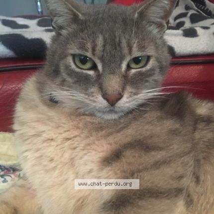 Foto 1/1 Gato encontrado Perdido en Rillieux la pape