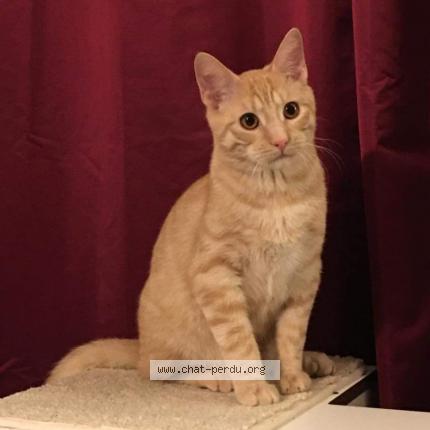 Foto 1/1 Spirou Chat perdido en Joue les tours