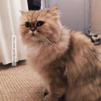 Foto 1/1 Hydille Chat perdido en Mauborget