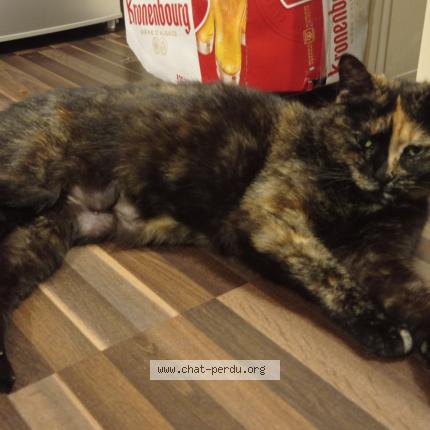 Foto 1/1 mika-mikaela Chat perdido en Bruges