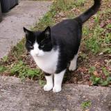 Foto de gato encontrado en Montigny Le Bretonneux