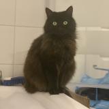 Foto del gato perdido en Vaujours