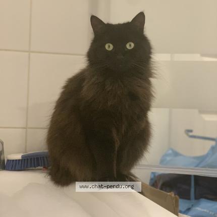 Foto 1/1 Nami Chat perdido en Vaujours