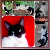 Foto del gato perdido en St Nicolas De La Balerme