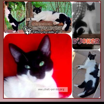 Foto 1/1 D'joker Chat perdido en St nicolas de la balerme