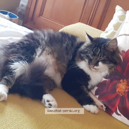 Foto 1/1 Wally Chat perdido en Betschdorf