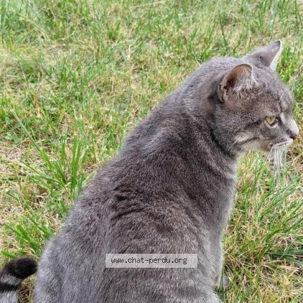 Foto 1/1 Gato encontrado Encontrado en Somain