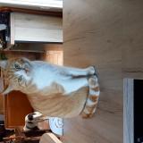 Foto del gato perdido en Castelnau D Auzan