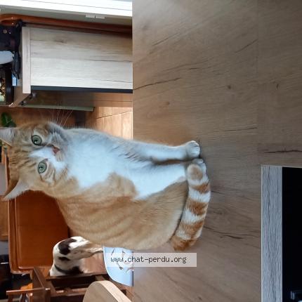 Foto 1/1 Gato encontrado Perdido en Castelnau d auzan