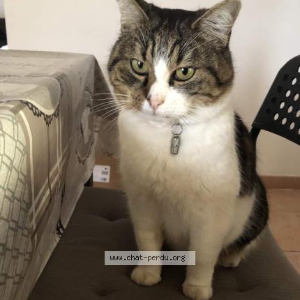 Foto 1/2 happy Chat perdido en Vedene