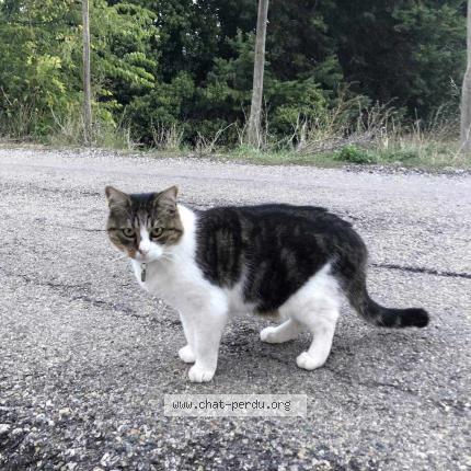 Foto 2/2 happy Chat perdido en Vedene