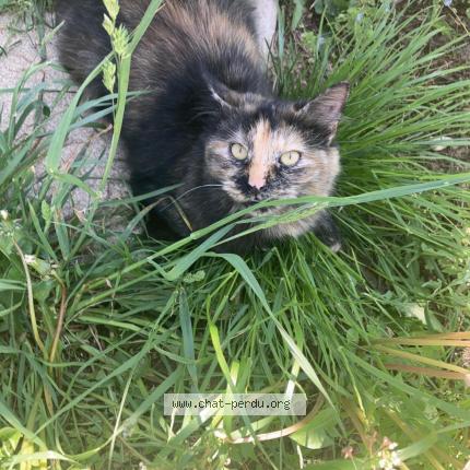 Foto 1/1 Sweetie Chat perdido en Saint laurent de mure