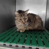 Foto de gato encontrado en Colomiers