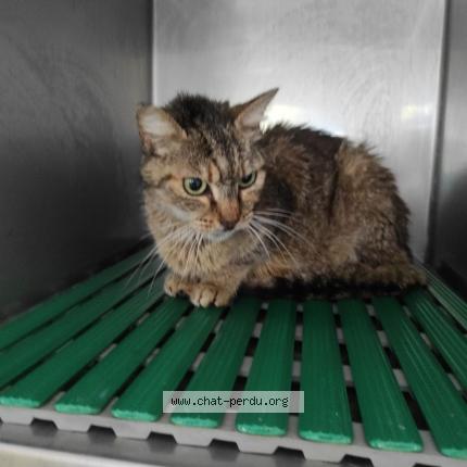 Foto 1/1 Gato encontrado Encontrado en Colomiers