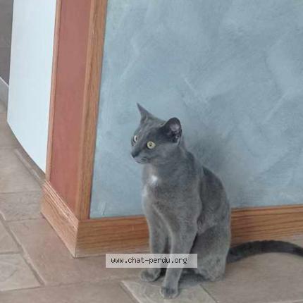 Foto 1/1 Guizmo Chat perdido en Pitres