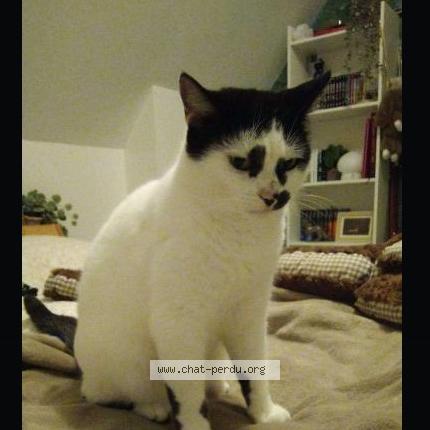 Foto 1/1 Oz Chat perdido en Saint valery sur somme