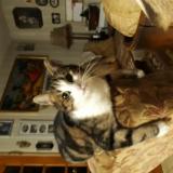 Foto del gato perdido en Goeulzin