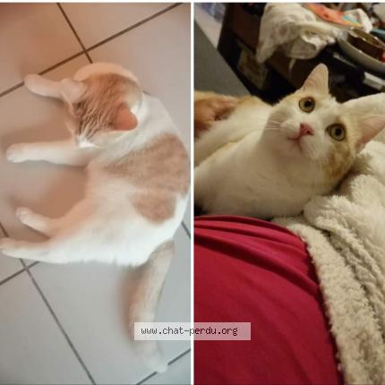 Foto 1/1 Gato encontrado Perdido en Bruges