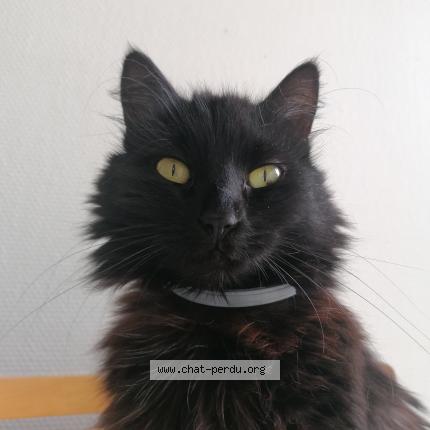 Foto 1/1 jiji Chat perdido en Lege cap ferret