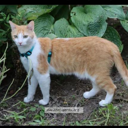 Foto 1/1 SQUIZZ Chat perdido en Saint agreve