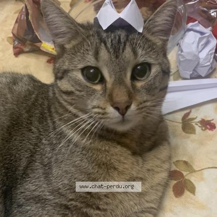 Foto 1/1 Gato encontrado Perdido en Bondy