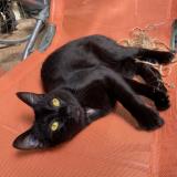 Foto del gato perdido en Noiseau